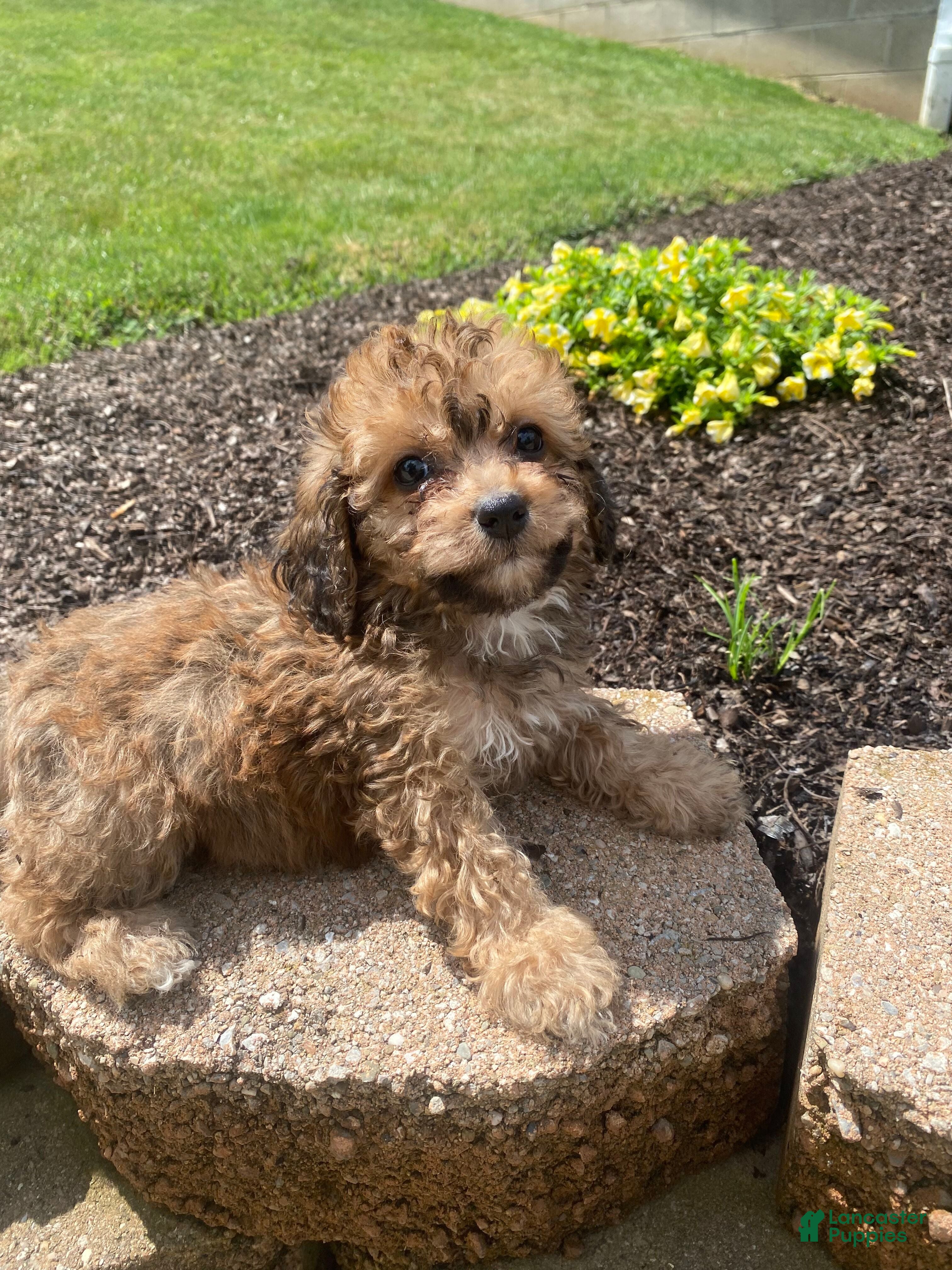 Cavapoo dogs Mia - Ad 1