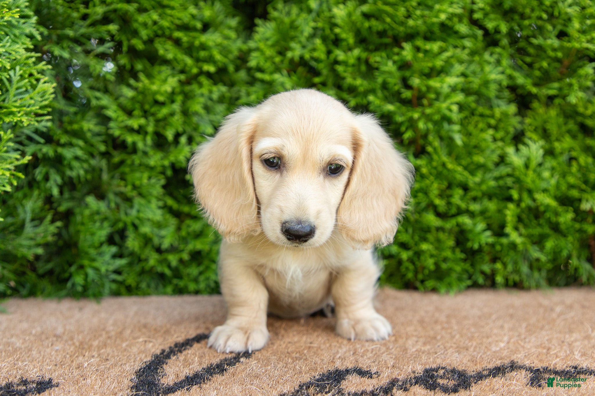 Miniature Dachshund dogs Dexter AKC - Ad 2
