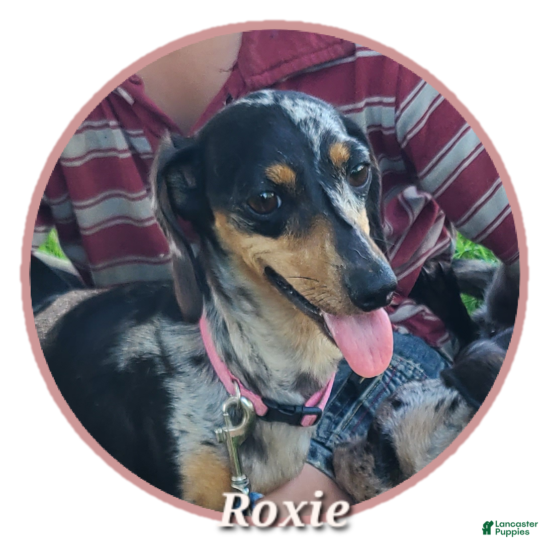 Miniature Dachshund dogs Gemma - Ad 2