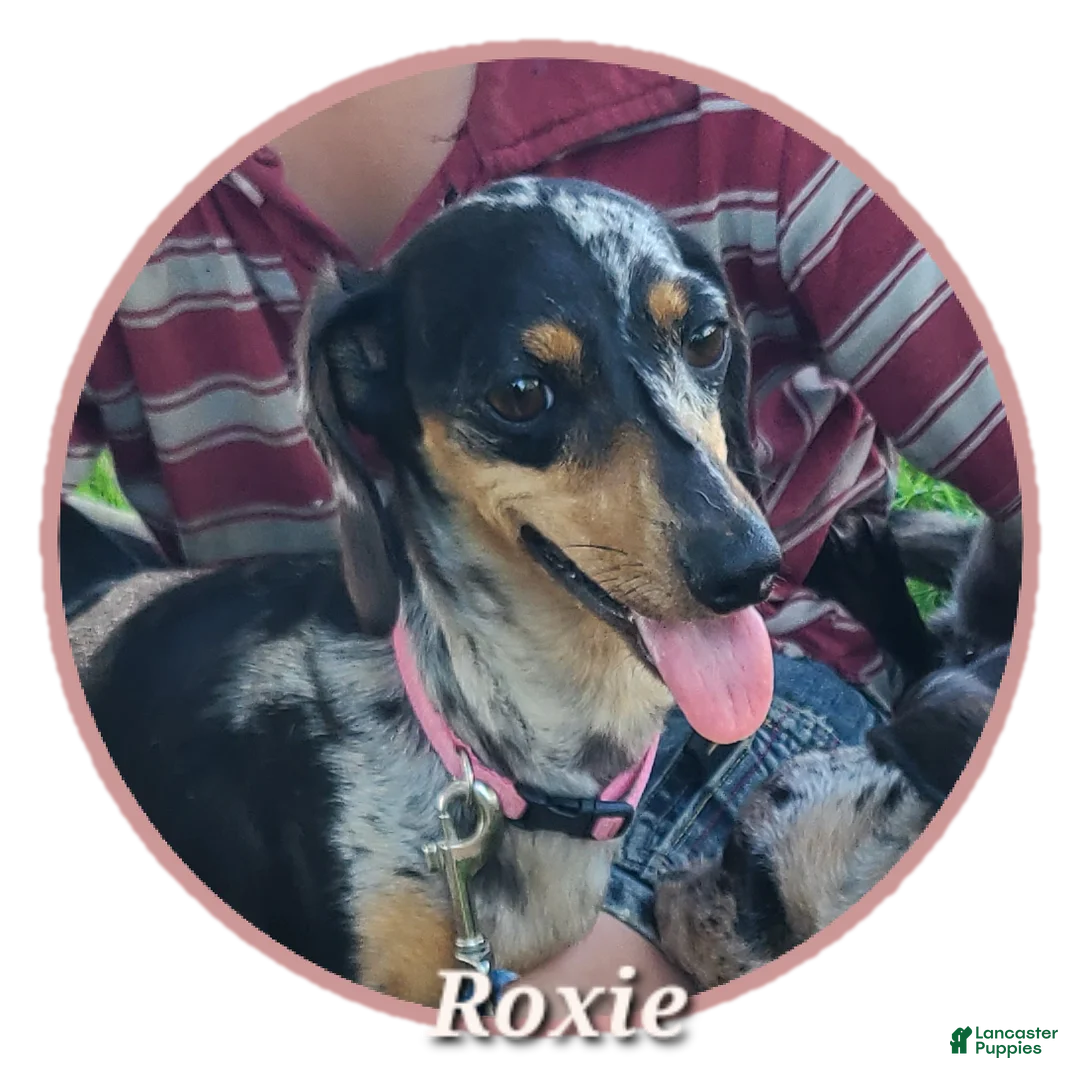 Miniature Dachshund dogs for sale: Gemma - Ad 2