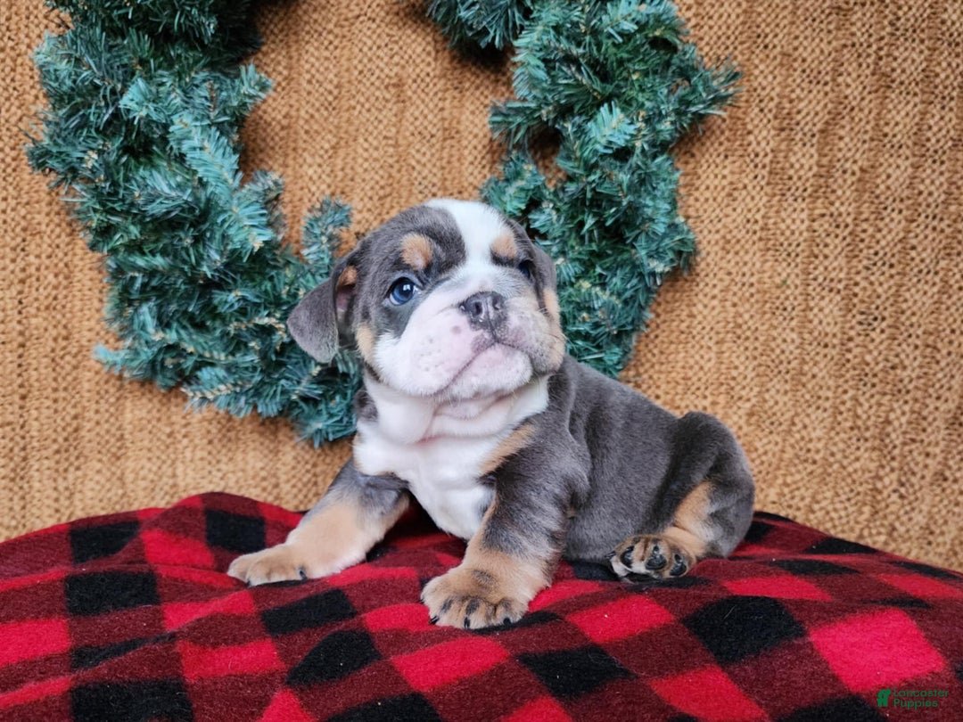 English Bulldog dogs for sale: Elliot - Ad 16