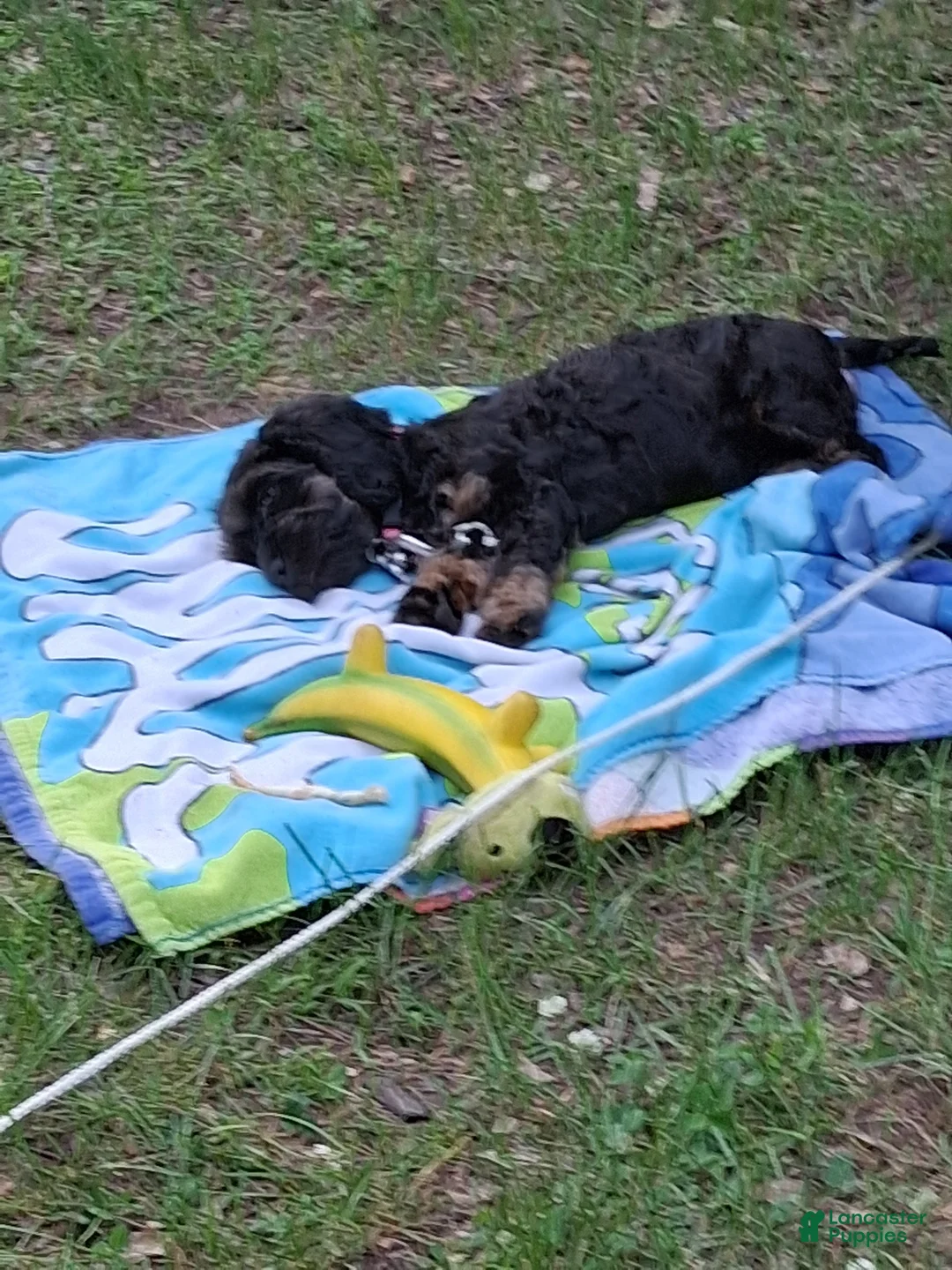 Mixed Breed dogs for sale: Mixed Breed Puppy 1 - Ad 2