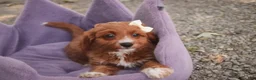 Cavapoo dogs for sale: Avery Cavapoo  - Ad 4
