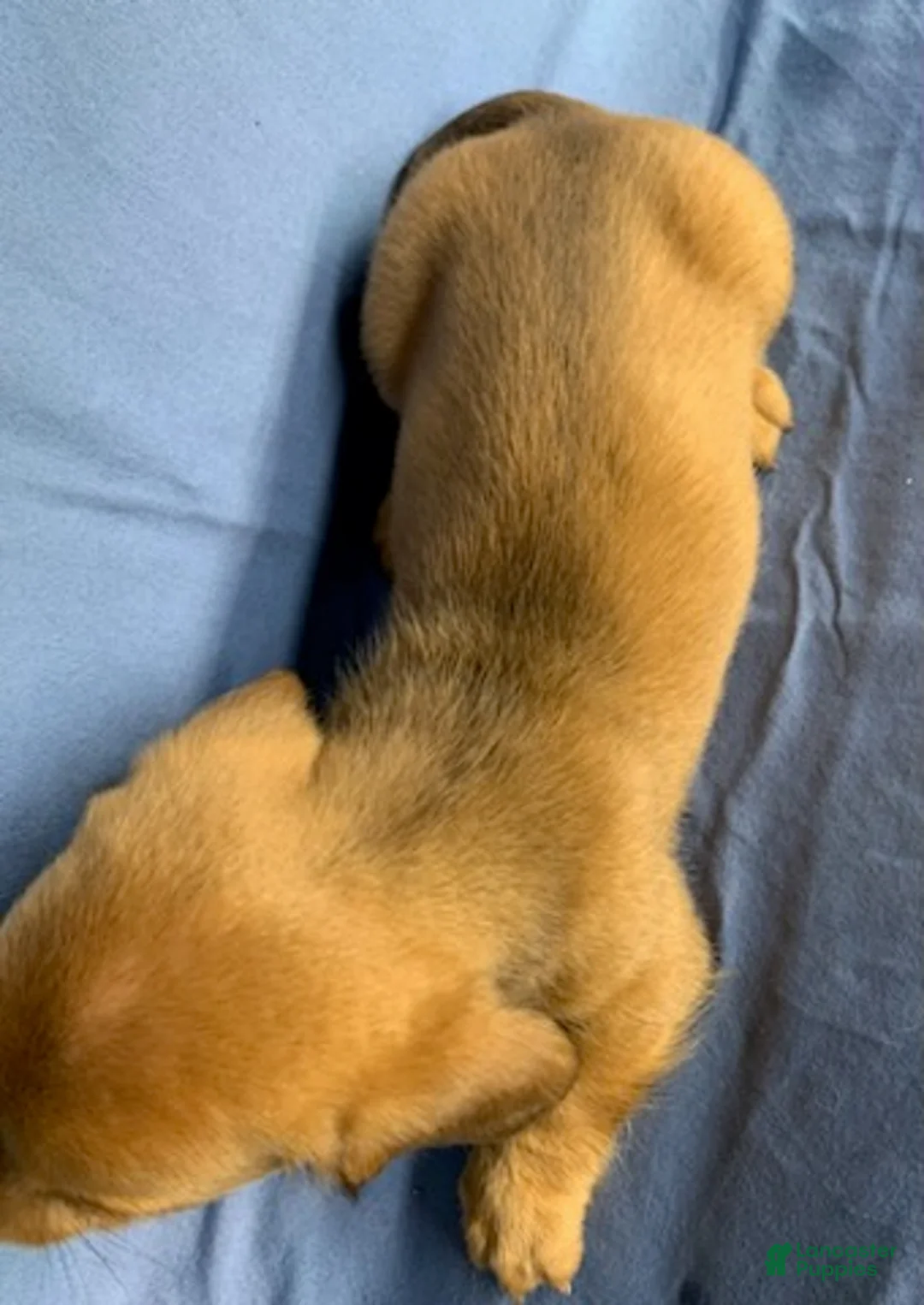 Miniature Dachshund dogs for sale: Chester - Ad 13