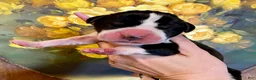 Great Dane dogs for sale: Obisidian Wildfire Coal - Ad 1
