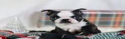 Boston Terrier dogs for sale: Noir - Ad 1