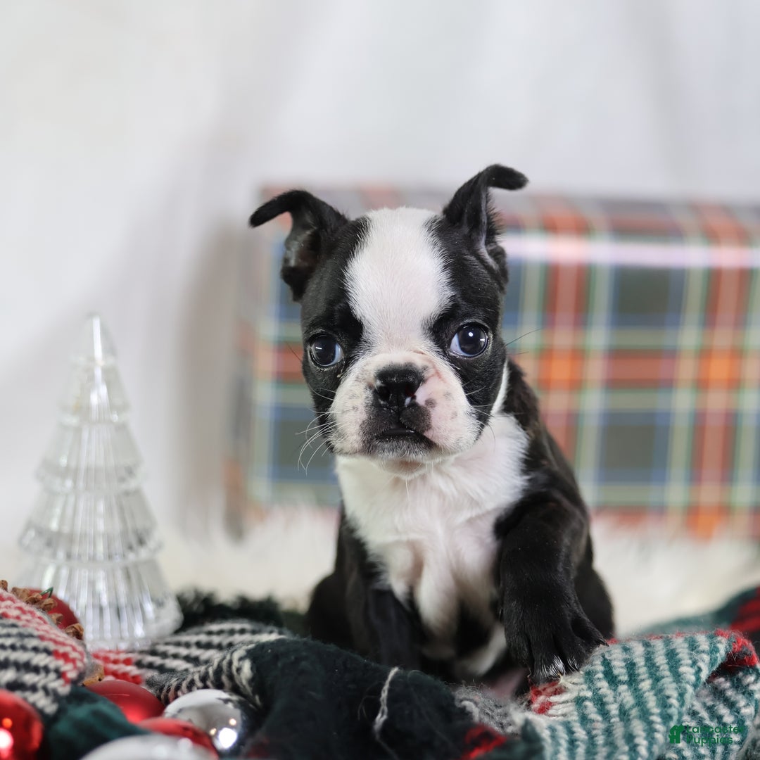 Boston Terrier dogs for sale: Noir - Ad 1