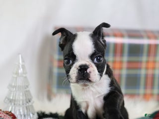 Boston Terrier dogs Noir - Ad 3