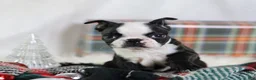 Boston Terrier dogs for sale: Noir - Ad 1