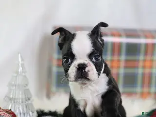 Boston Terrier dogs Noir - Ad 31