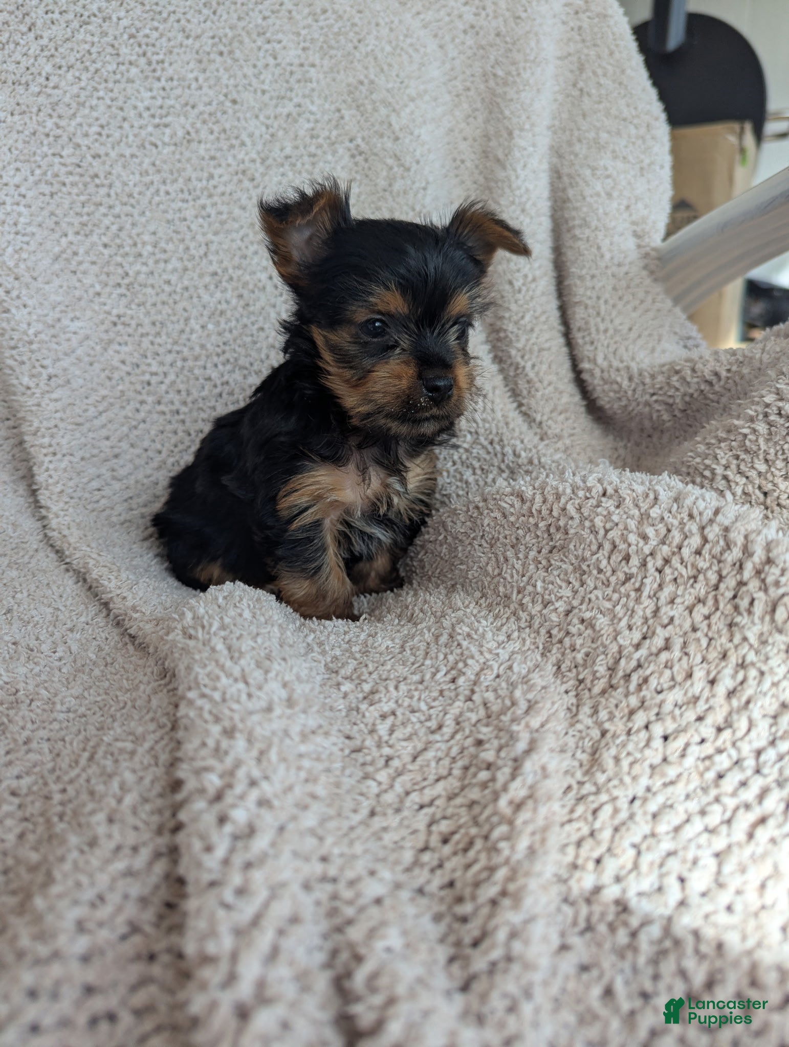 Yorkshire Terrier dogs Janette.           - Ad 30