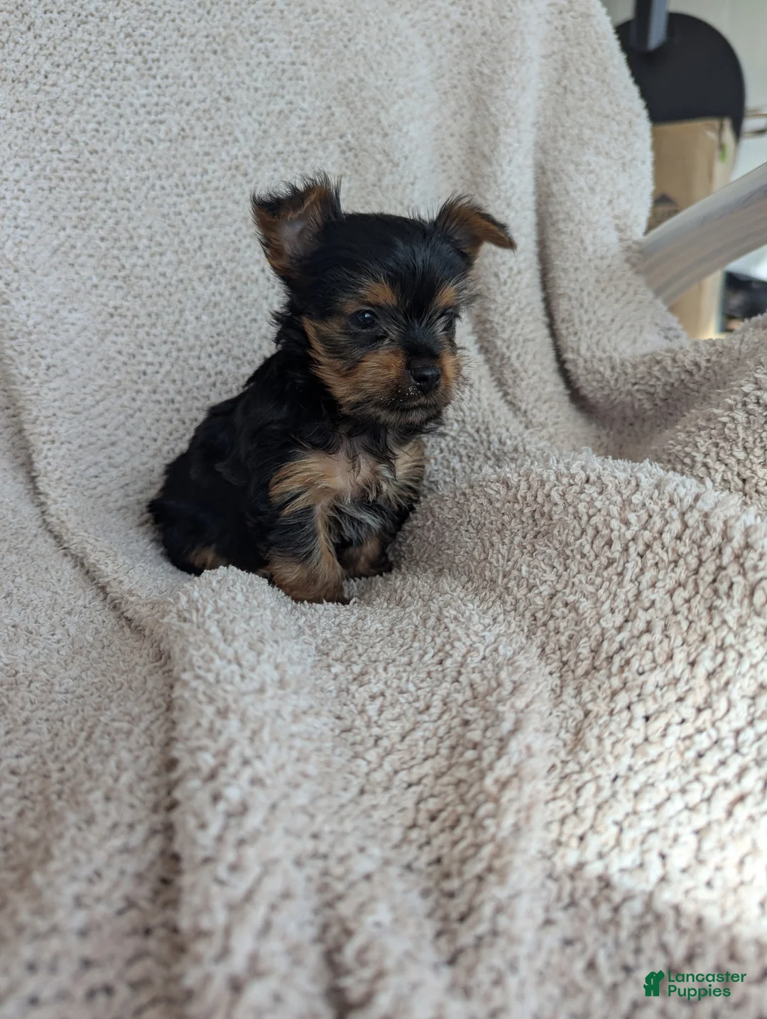 Yorkshire Terrier dogs for sale: Janette.           - Ad 2