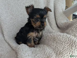 Yorkshire Terrier dogs Janette. - Ad 30