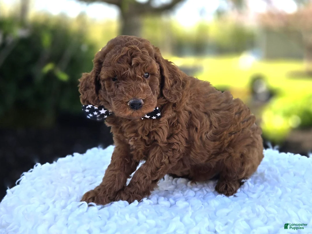 Toy Poodle dogs for sale: Joey - Ad 2