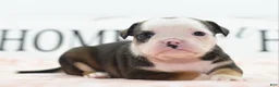 Mixed Breed dogs for sale: Queen - Ad 17