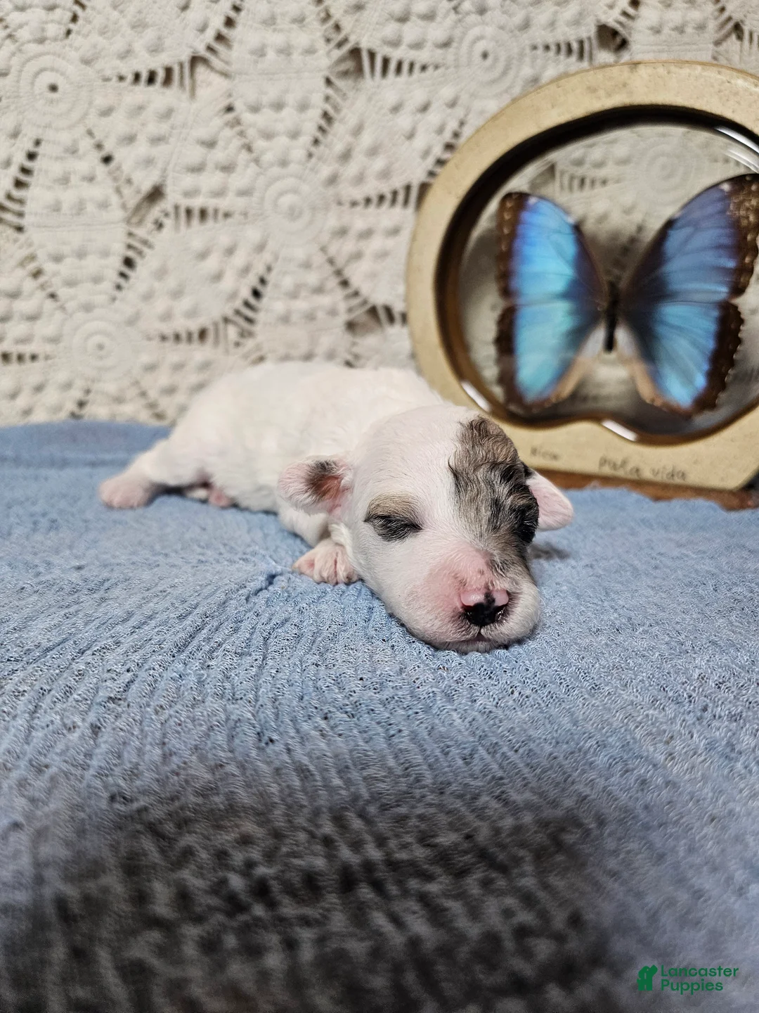 Mini Goldendoodle dogs for sale: Sage - Ad 2