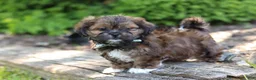 Shih Tzu dogs for sale: Theo - Ad 5