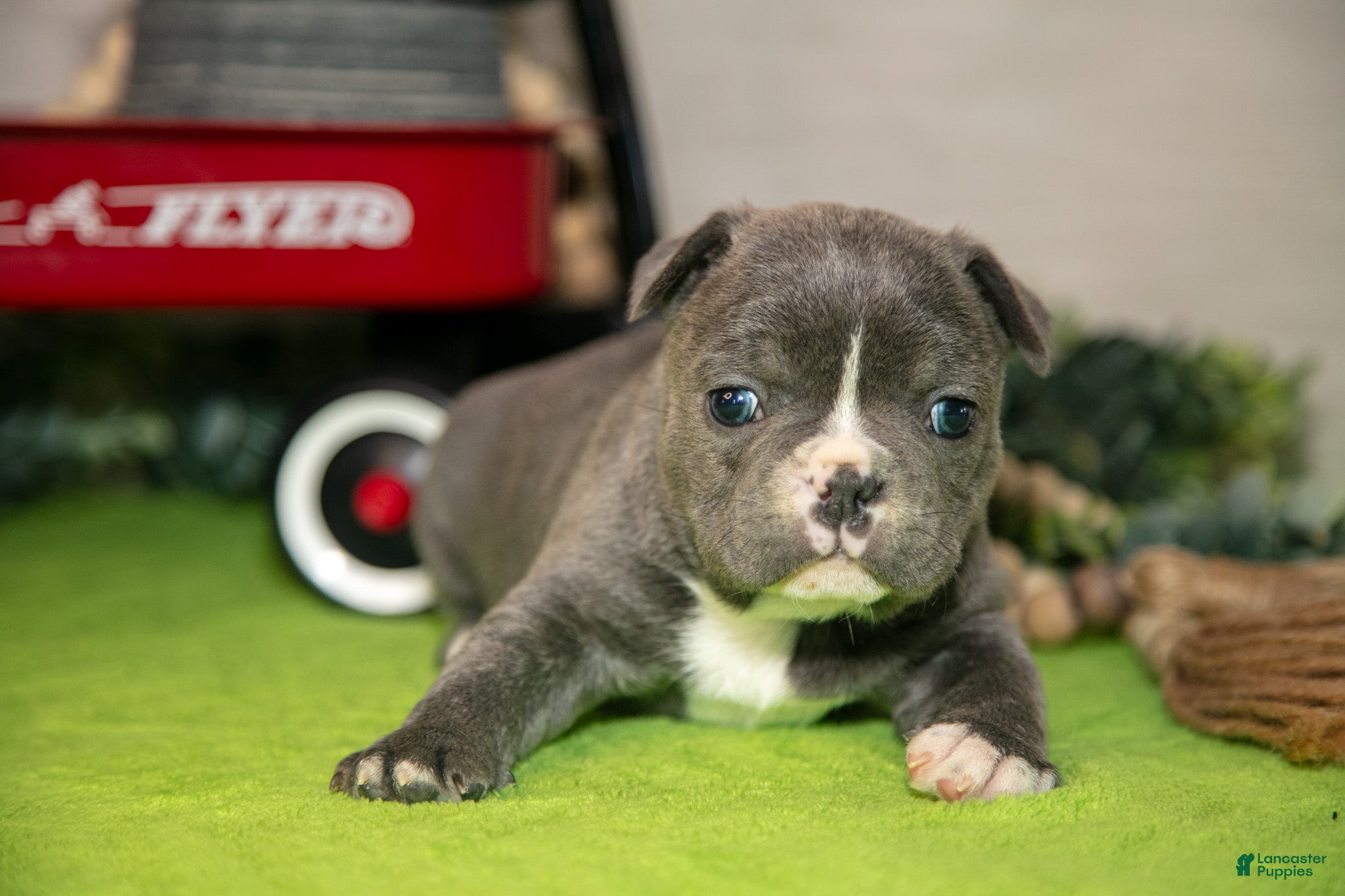 Frenchton dogs Vana - Ad 2