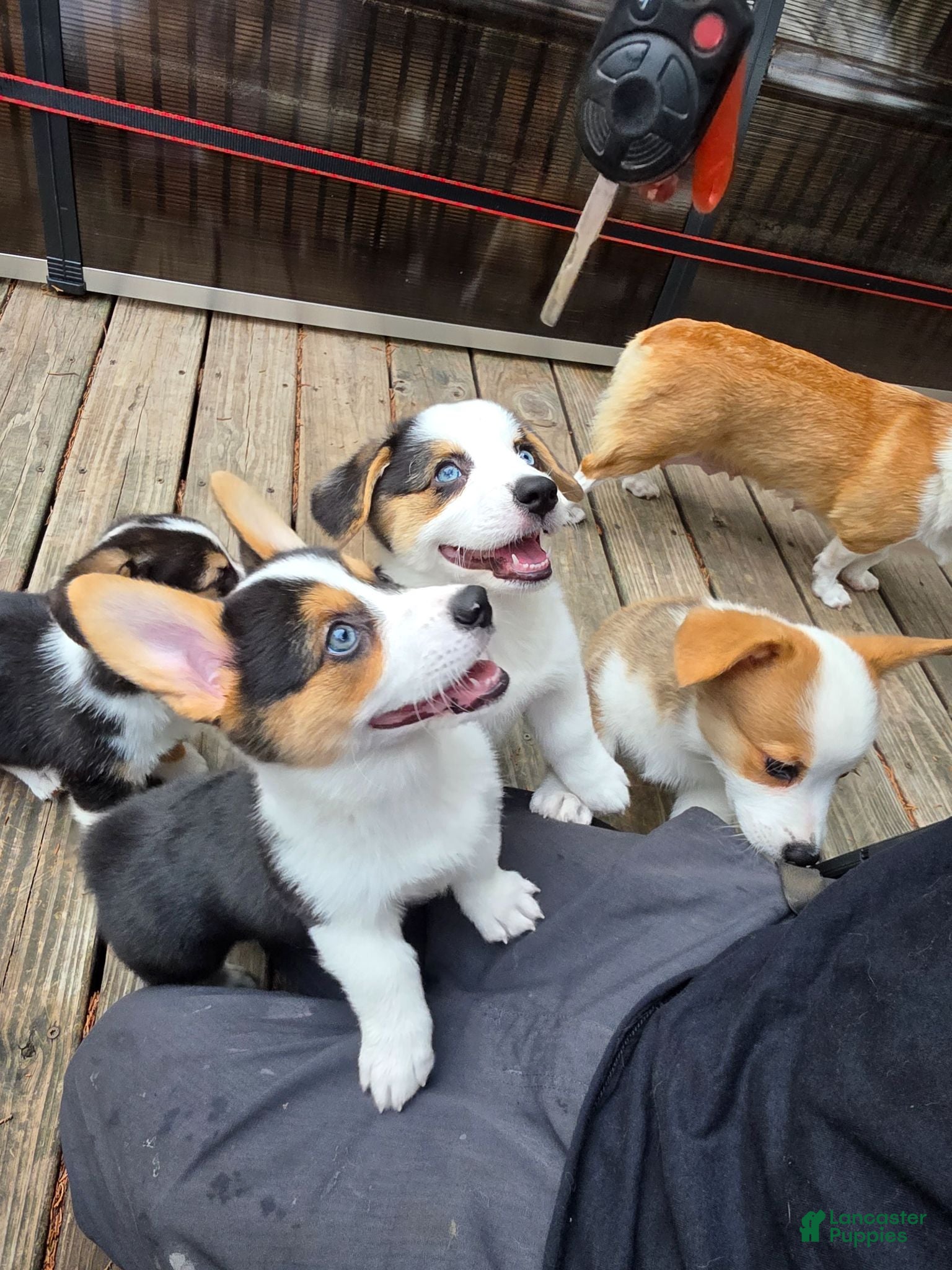 Welsh Corgi Pembroke dogs Welsh Corgi Pembroke 5 - Ad 2