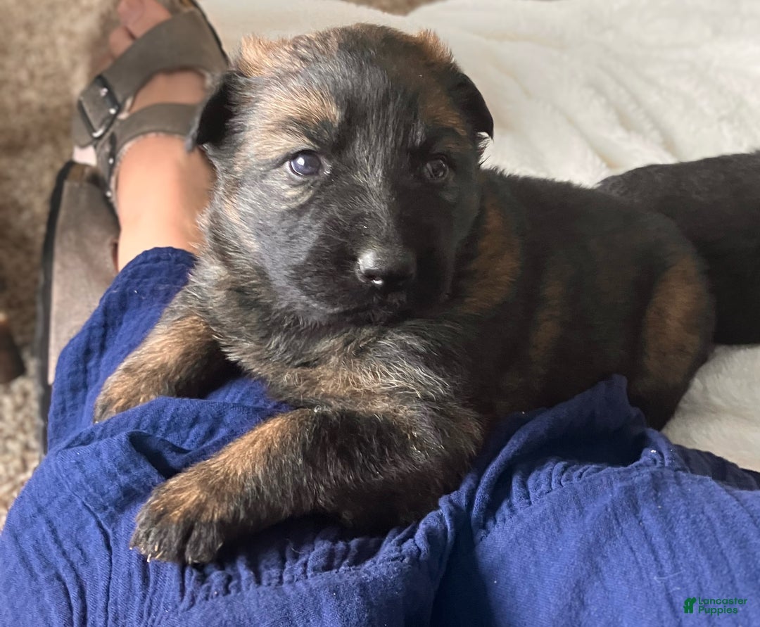 German Shepherd dogs for sale: ♥️KING♥️ - Ad 14