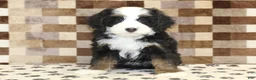 Mini Bernedoodle dogs for sale: Leo - Ad 3