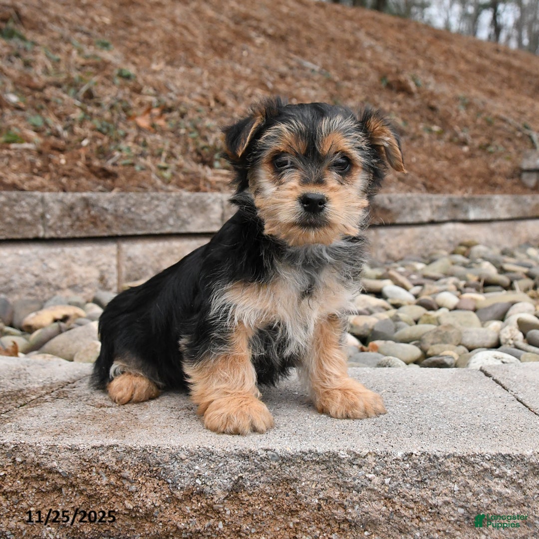 Morkie dogs for sale: Irwin - Ad 2