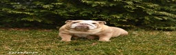 English Bulldog dogs for sale: Mistletoe - Ad 6