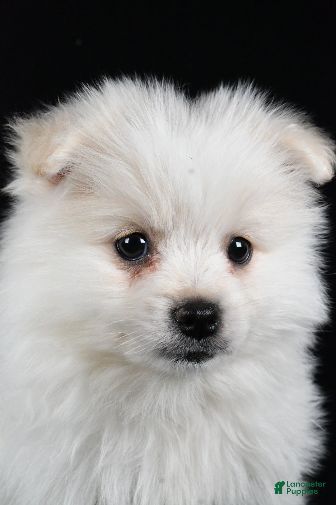 Pomeranian dogs for sale: Teddy - Ad 9