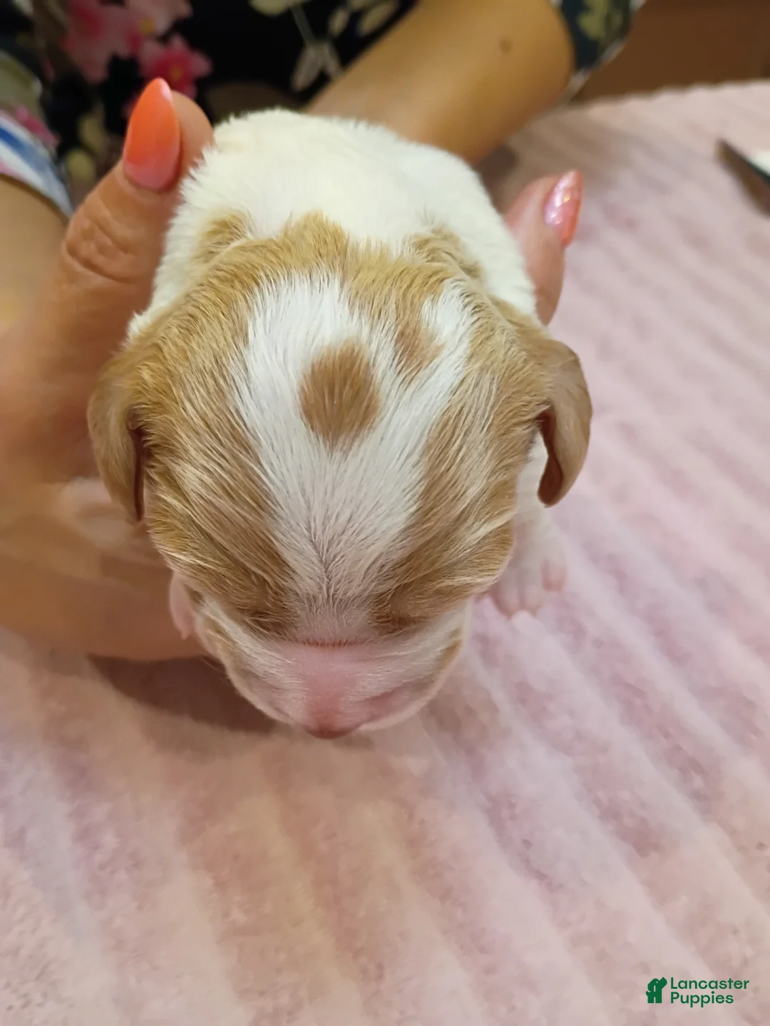 Brittany Spaniel dogs for sale: Brittany Spaniel 2 - Ad 2