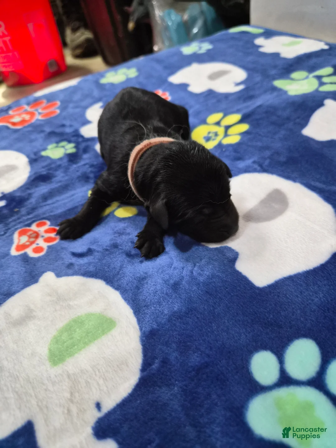 Goldador dogs for sale: Cookie - Ad 2