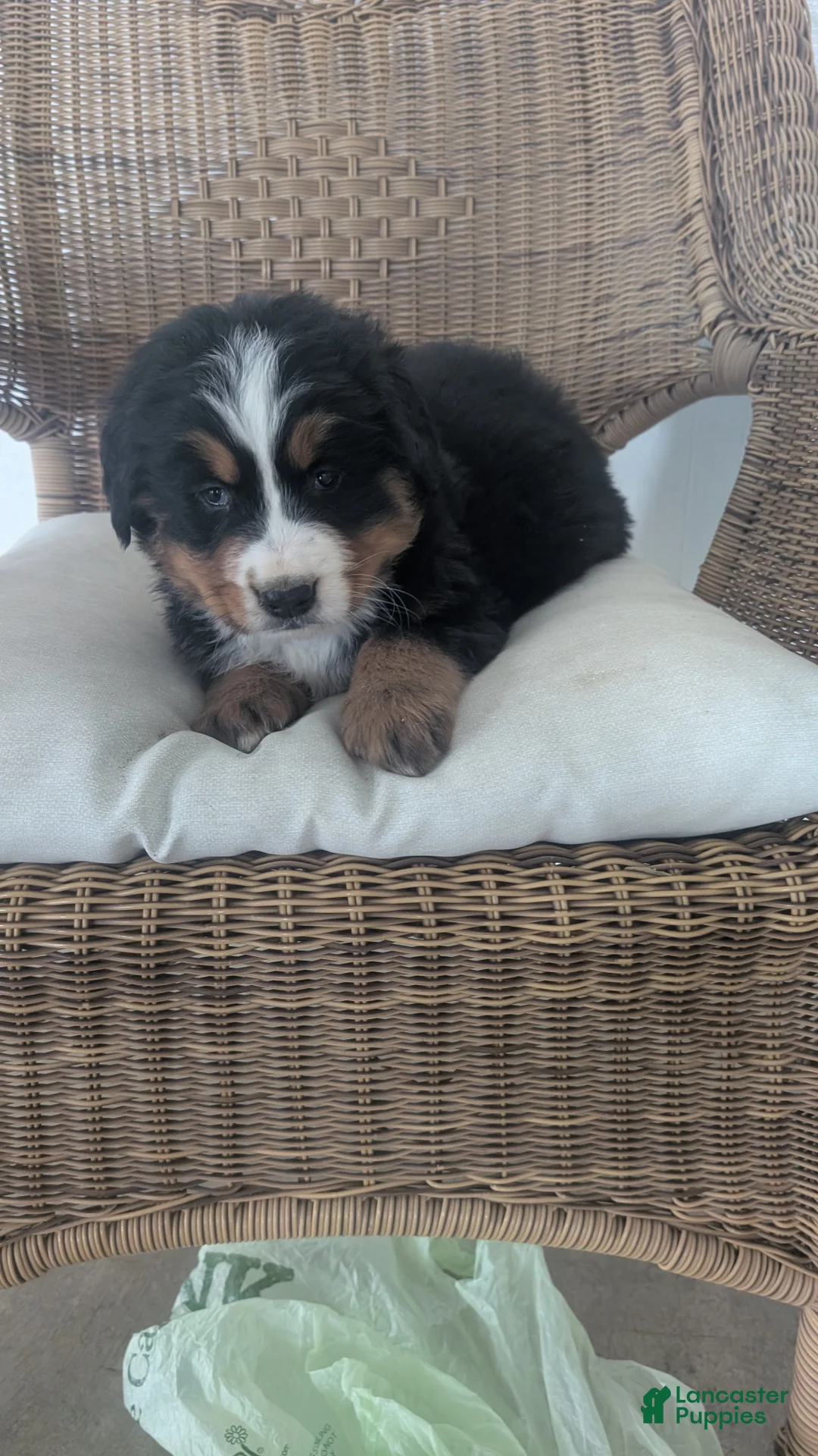 Bernese Mountain Dog dogs for sale: Leo - Ad 3