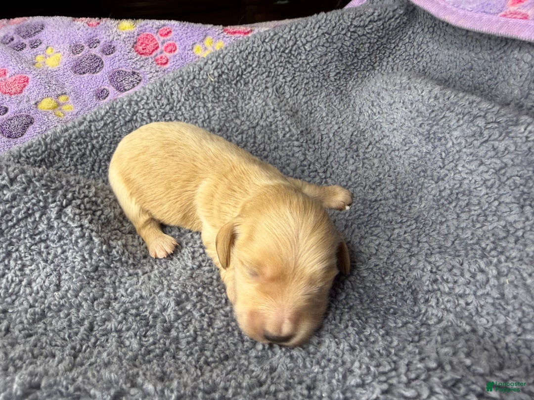 Dachshund dogs for sale: ee boy - Ad 2