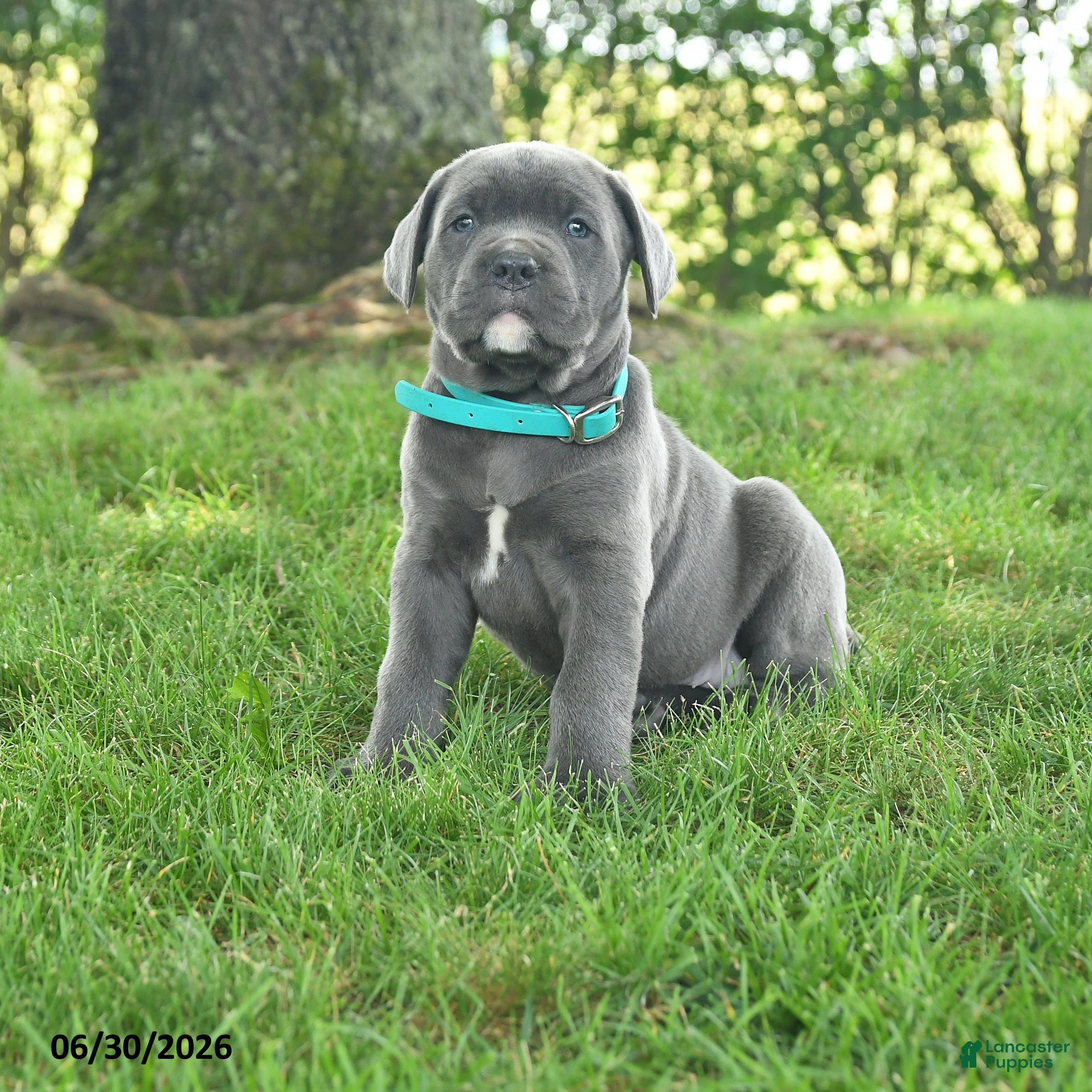 Cane Corso dogs Rain - Ad 1