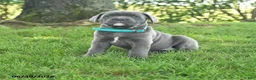 Cane Corso dogs for sale: Rain - Ad 1