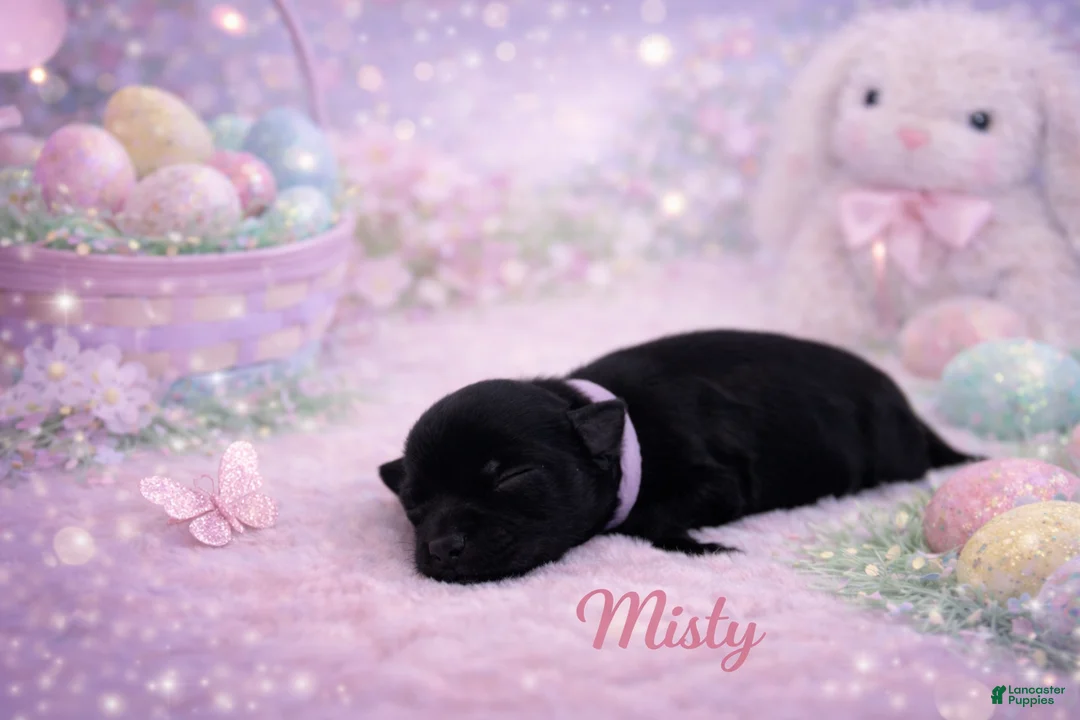 Miniature Schnauzer dogs for sale: Misty - Ad 1