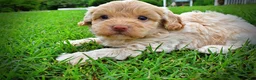 Havapoo dogs for sale: Valor - Ad 11