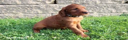 Irish Setter dogs for sale: Benjamin - Ad 3