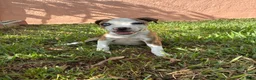 Mixed Breed dogs for sale: Mixed Breed 1 - Ad 1