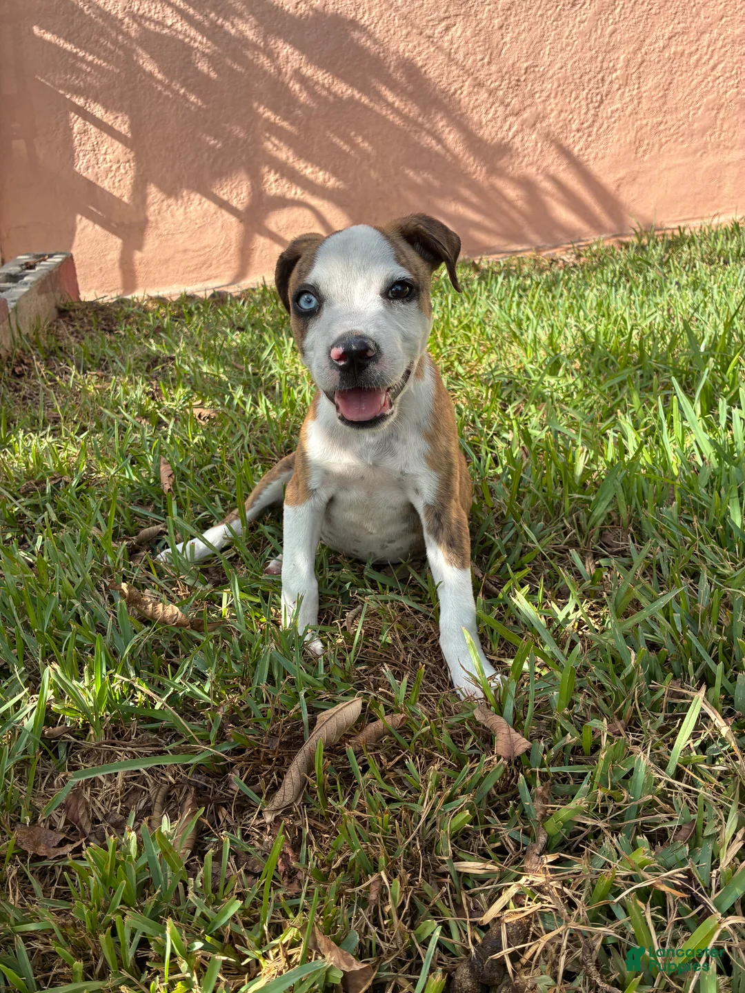Mixed Breed dogs for sale: Mixed Breed 1 - Ad 1