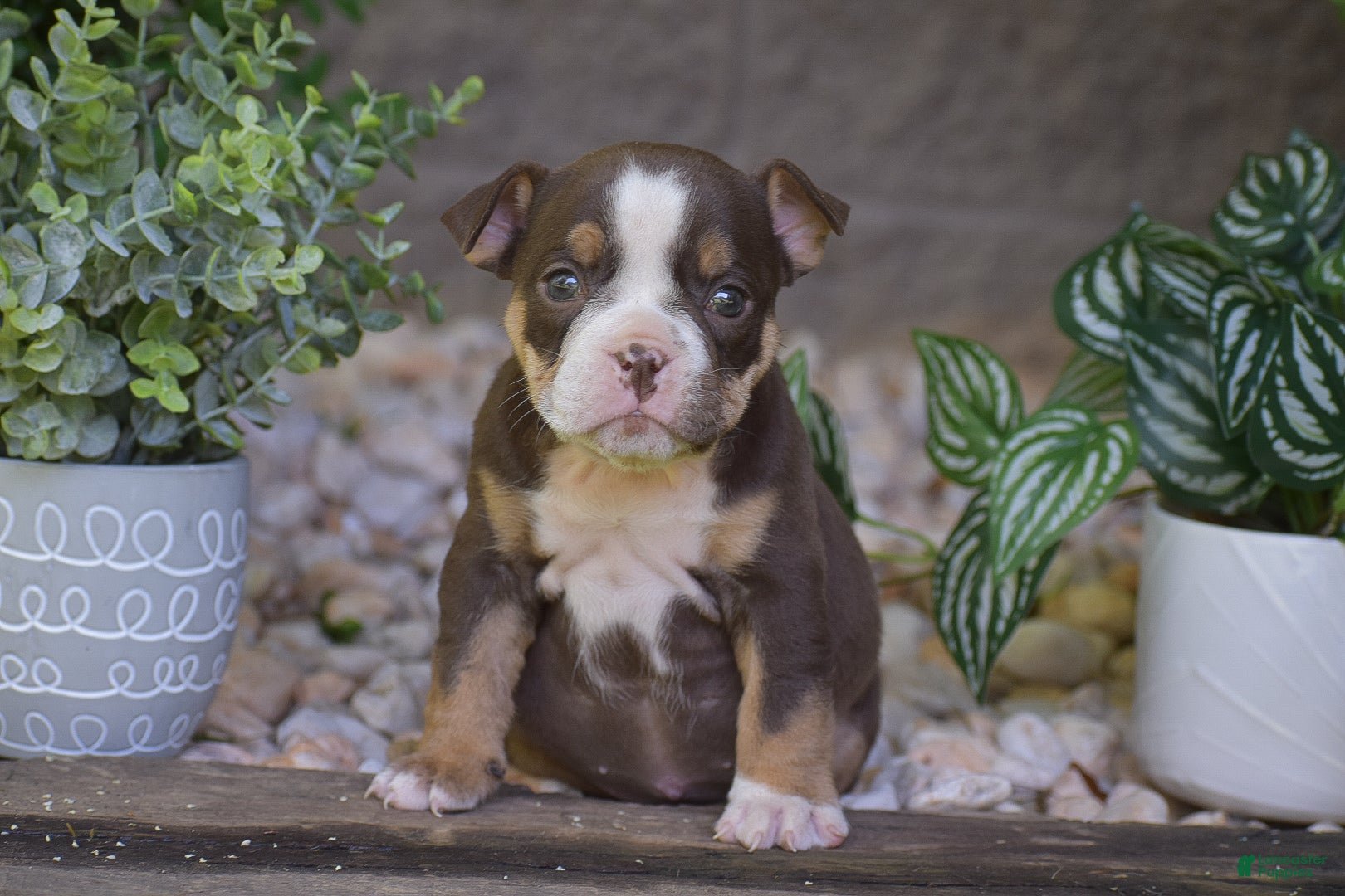 Olde English Bulldogge dogs Ava - Ad 1
