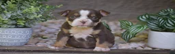 Olde English Bulldogge dogs for sale: Ava - Ad 1