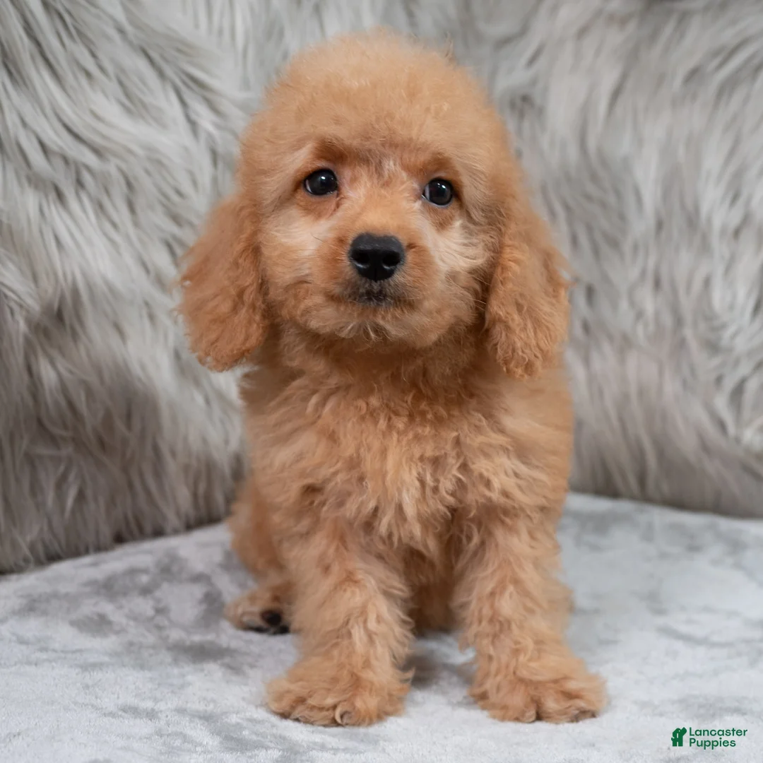 Mini Goldendoodle dogs for sale: Ranger ID: 3859 - Ad 2