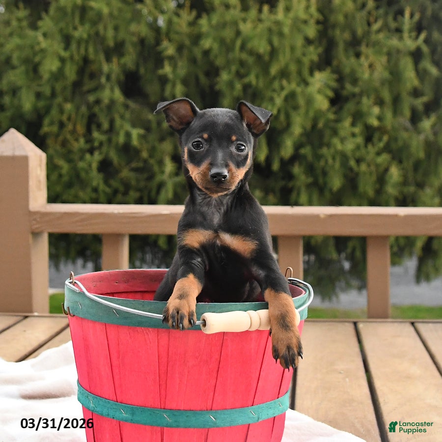 Miniature Pinscher dogs Twix - Ad 1