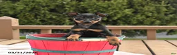 Miniature Pinscher dogs for sale: Twix - Ad 1