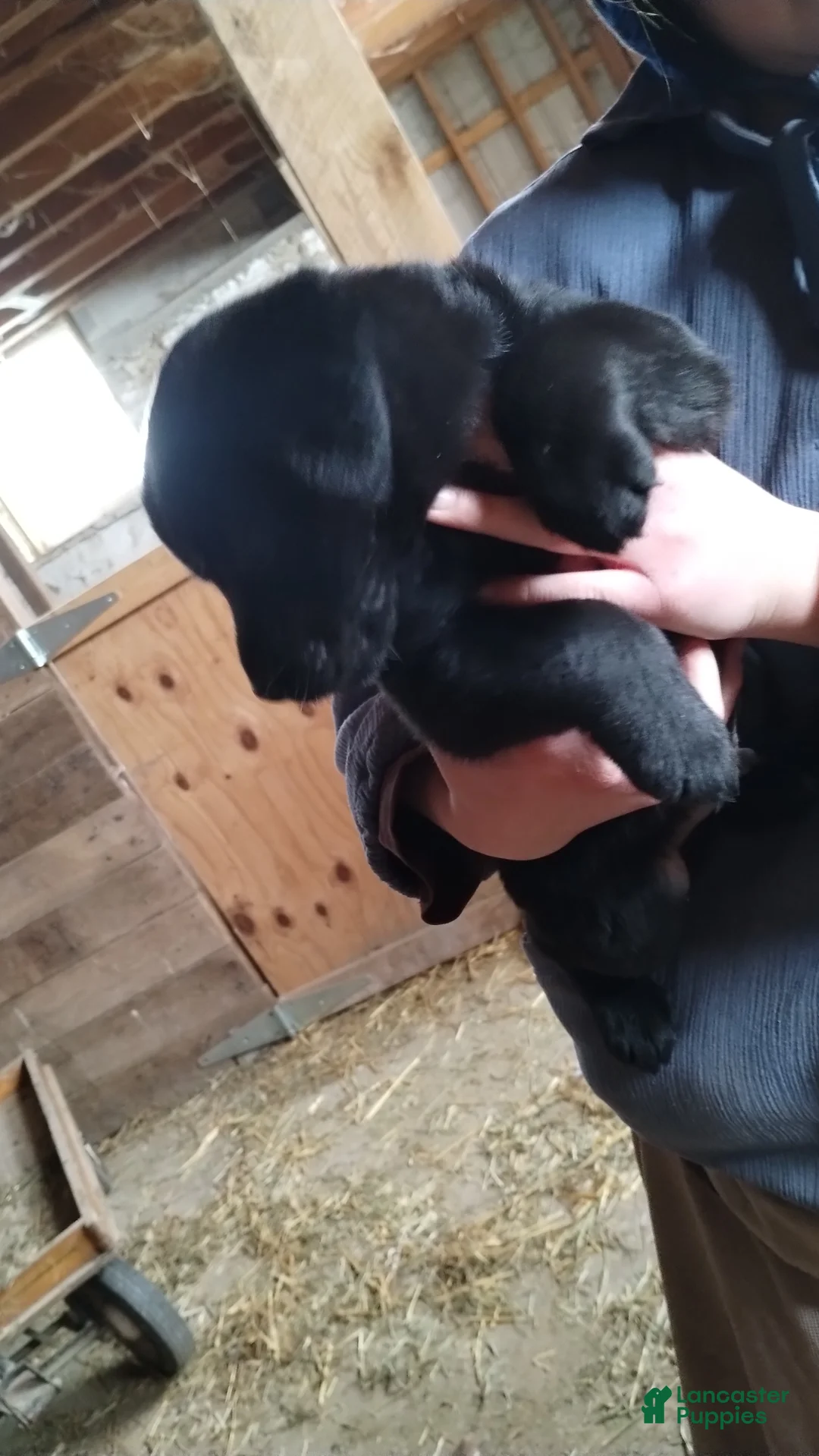 Mixed Breed dogs for sale: Rocky - Ad 3