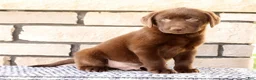 Labrador Retriever dogs for sale: Max - Ad 1