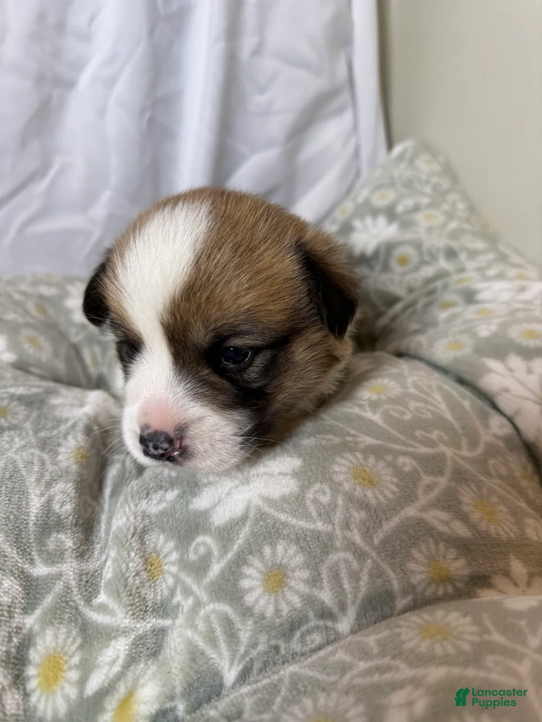 Welsh Corgi Pembroke dogs for sale: Good Friday 4M - Ad 2