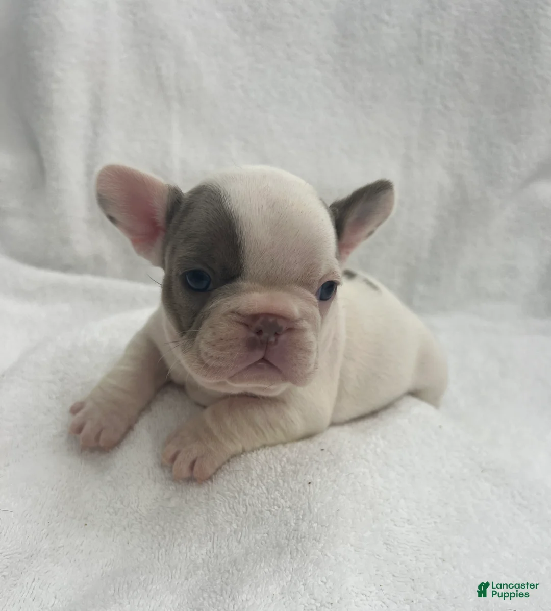 French Bulldog dogs for sale: French Bulldog - Brown/White Pied - Ad 2