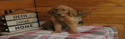 Golden Retriever dogs for sale: Gabby - Ad 4