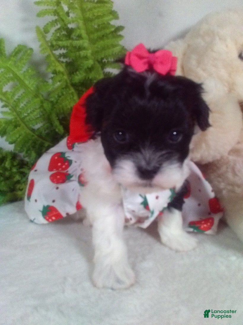 Shihpoo dogs Kiki - Ad 1